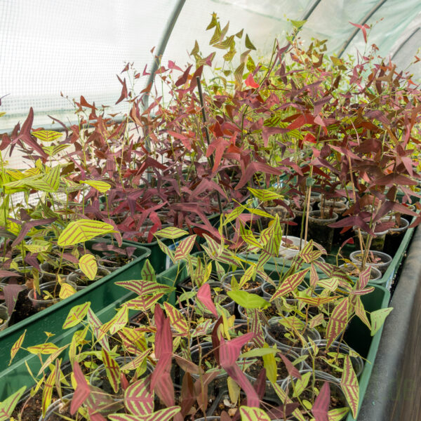 Christia obcordata