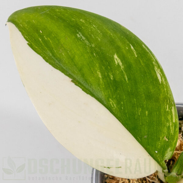 Scindapsus treubii moonlight albo variegata