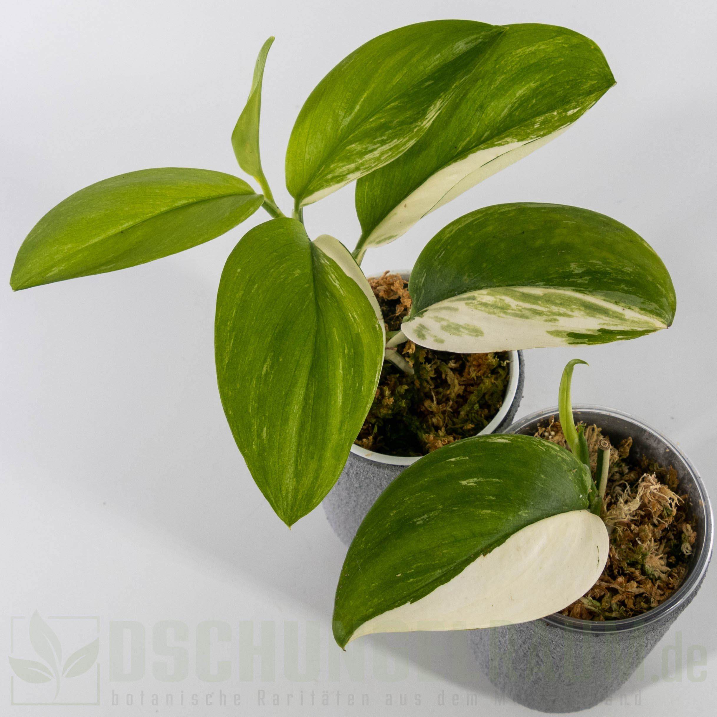 Scindapsus treubii moonlight albo variegata