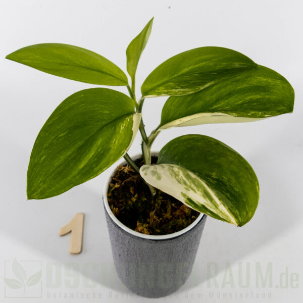 Scindapsus treubii moonlight albo variegata