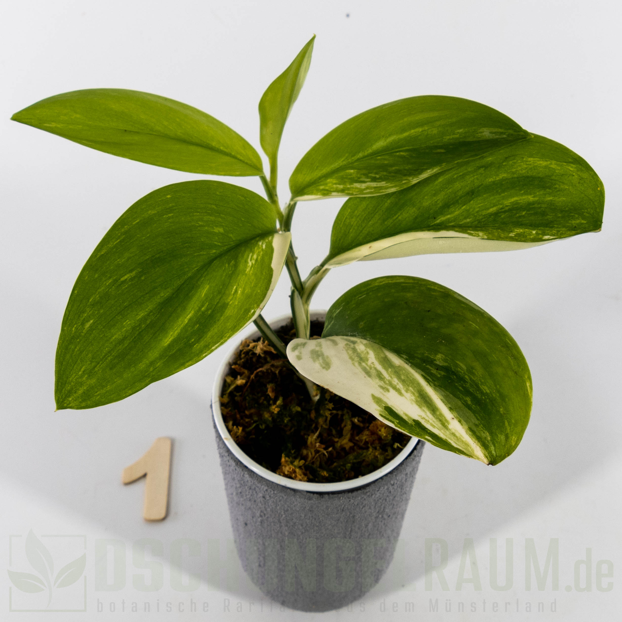 Scindapsus treubii moonlight albo variegata