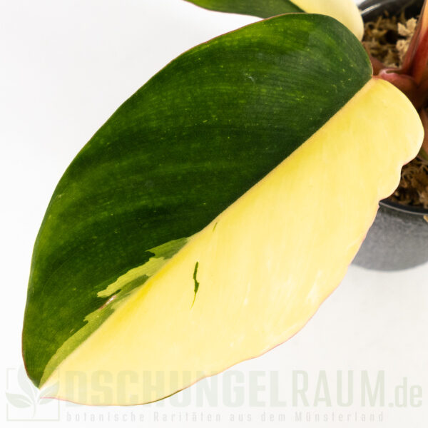 Philodendron jungle fever variegata