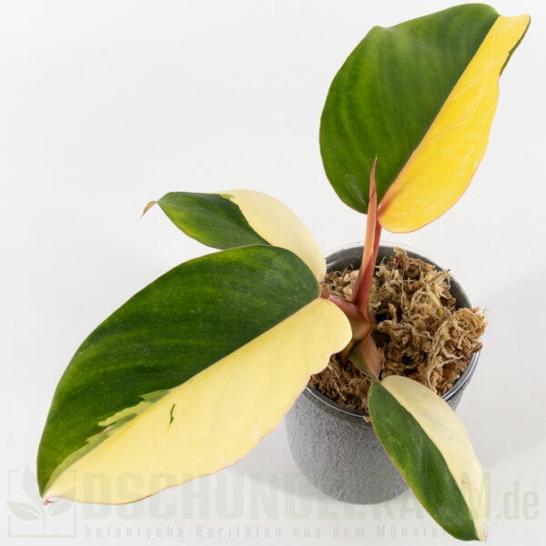 Philodendron jungle fever variegata, half-moon, sehr selten, high garde #14 – Bild 2