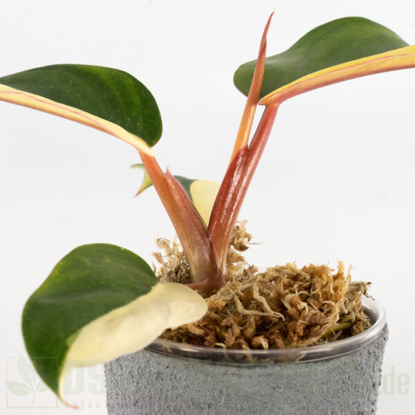Philodendron jungle fever variegata, half-moon, sehr selten, high garde #14 – Bild 3