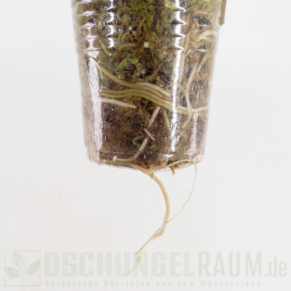 Scindapsus treubii moonlight marble, high grade, #33 – Bild 4