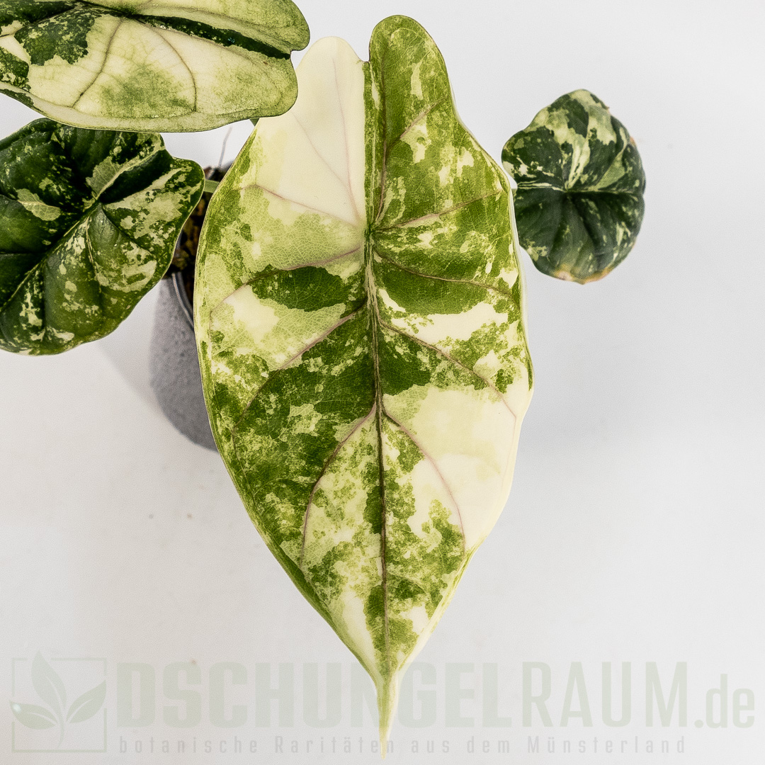 Alocasia dragon scale albo variegata