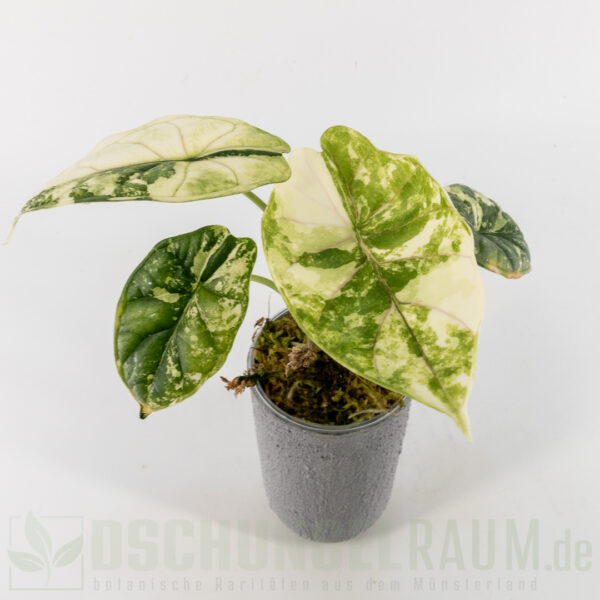 Alocasia dragon scale albo variegata, high grade, #41 – Bild 2