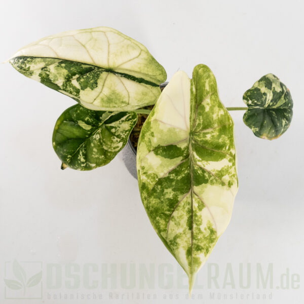 Alocasia dragon scale albo variegata, high grade, #41 – Bild 3