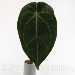 Anthurium