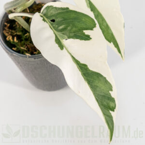 Epipremnum white flame