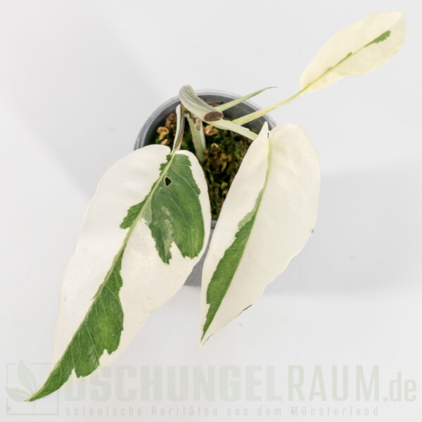 Epipremnum white flame, sehr selten #02 – Bild 2