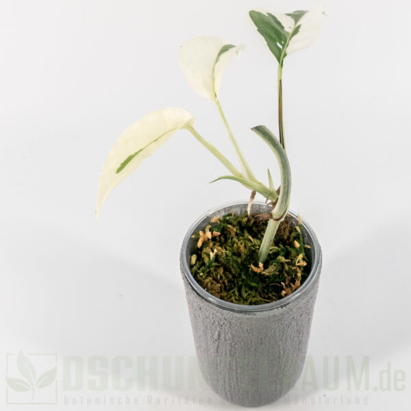 Epipremnum white flame, sehr selten #02 – Bild 3