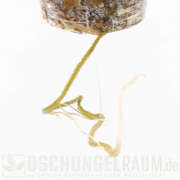 Epipremnum white flame, sehr selten #02 – Bild 4