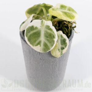 Alocasia ninja albo variegata