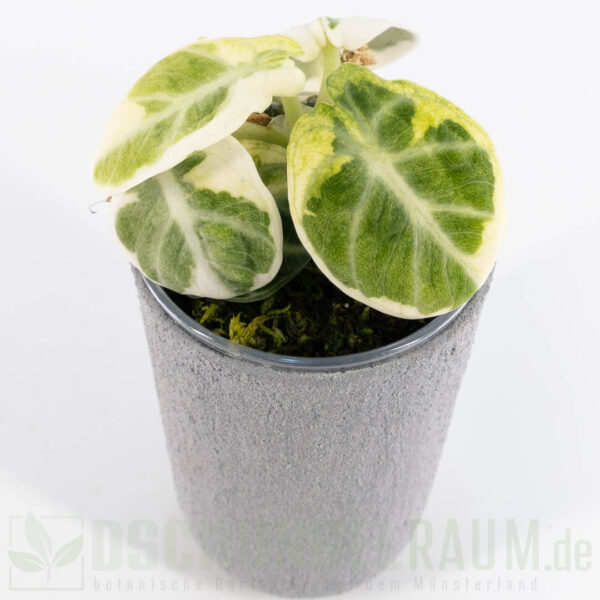 Alocasia ninja albo variegata, high grade, selten #09 – Bild 2
