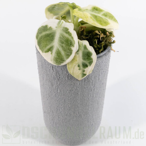 Alocasia ninja albo variegata, high grade, selten #09 – Bild 3
