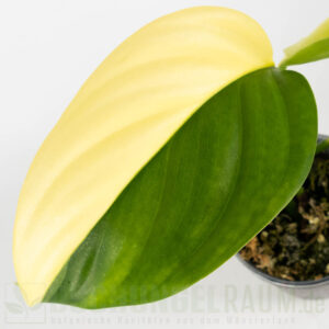 ​Scindapsus