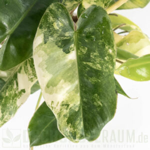 Philodendron burle marx variegata (mint) 
