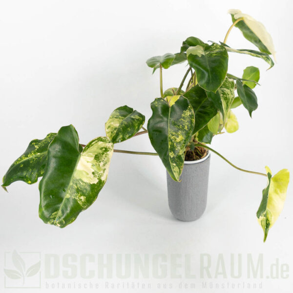 Philodendron burle marx variegata (mint) #05 – Bild 2