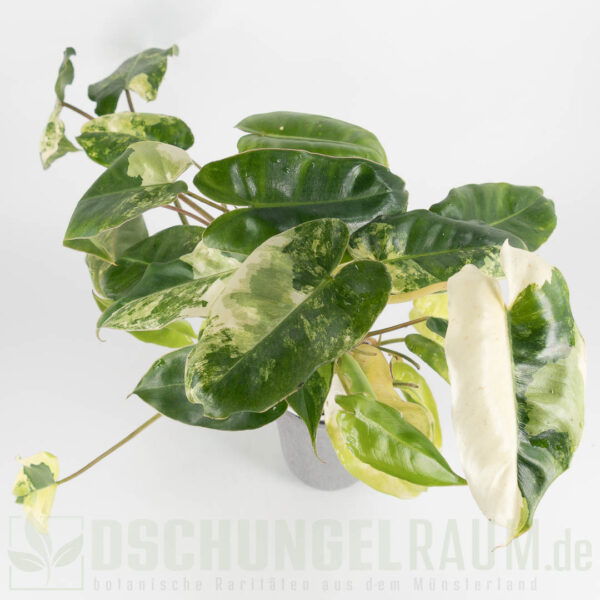 Philodendron burle marx variegata (mint) #05 – Bild 3