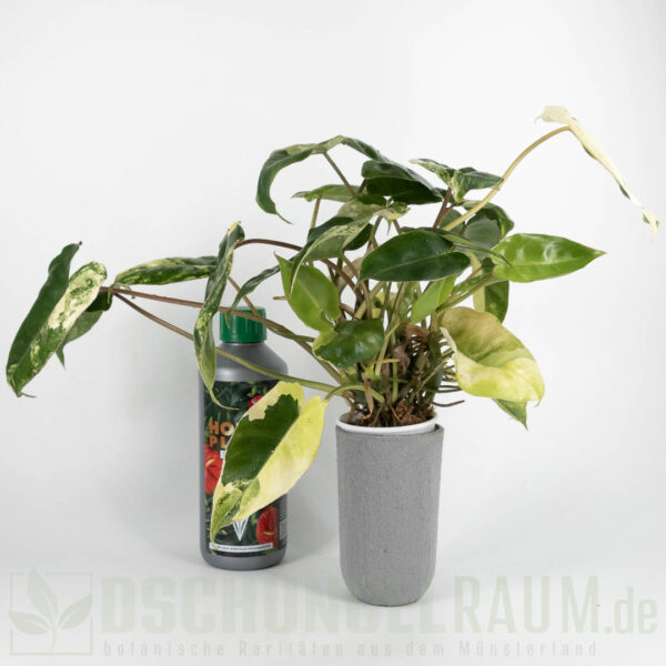 Philodendron burle marx variegata (mint) #05 – Bild 4