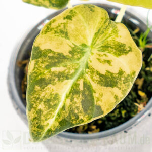 Alocasia black velvet gold variegata