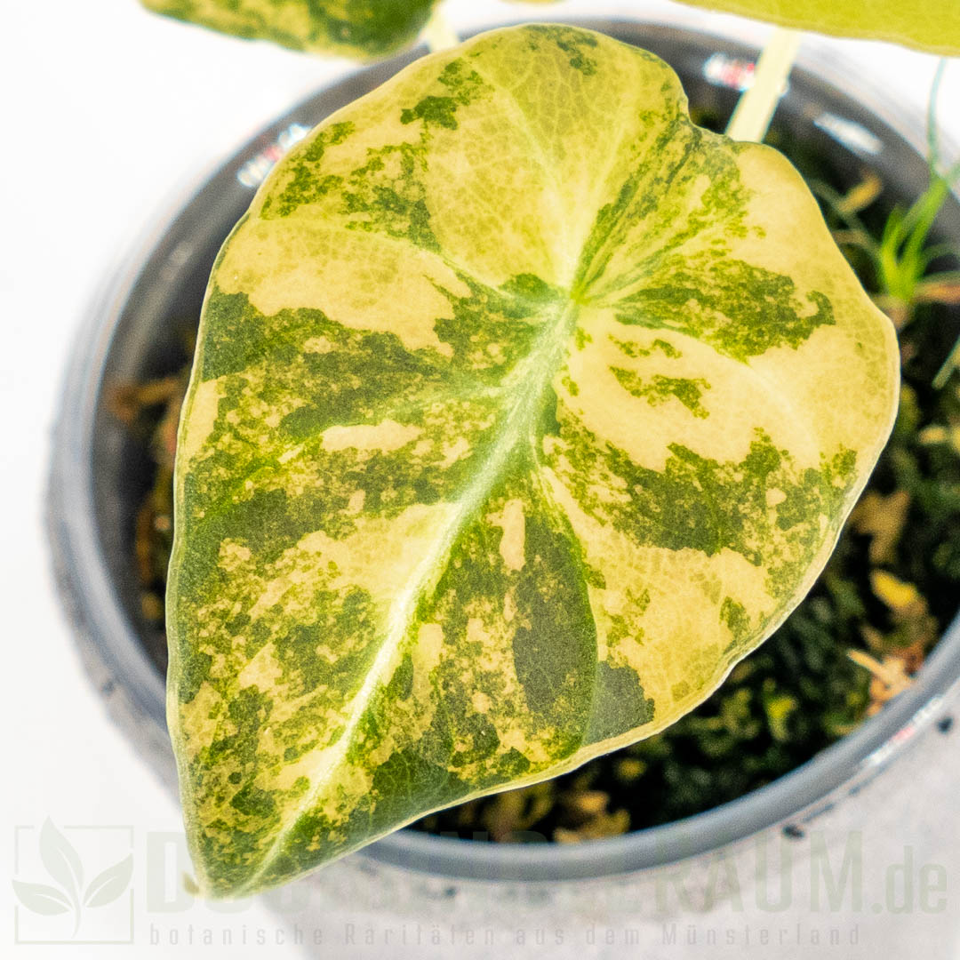 Alocasia black velvet gold variegata