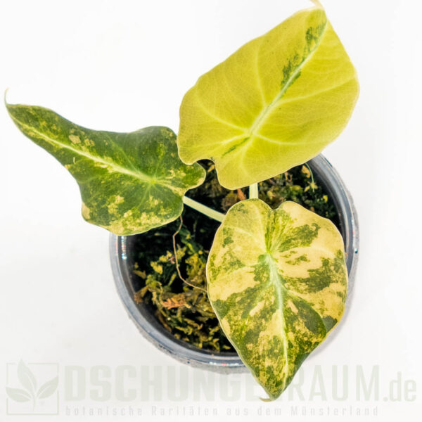 Alocasia black velvet gold variegata, Alocasia black velvet aurea variegata #01 – Bild 2