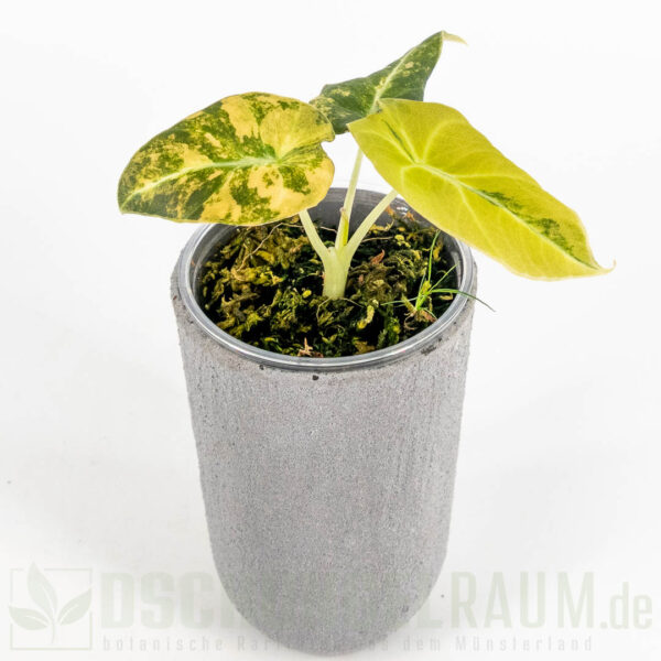 Alocasia black velvet gold variegata, Alocasia black velvet aurea variegata #01 – Bild 3