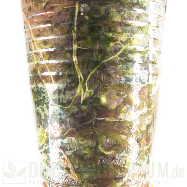 Alocasia black velvet gold variegata, Alocasia black velvet aurea variegata #01 – Bild 4
