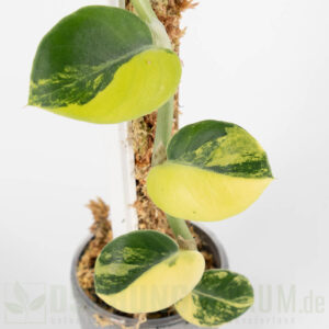 Rhaphidophora hayi variegata