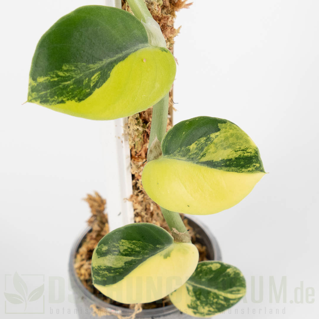 Rhaphidophora hayi variegata