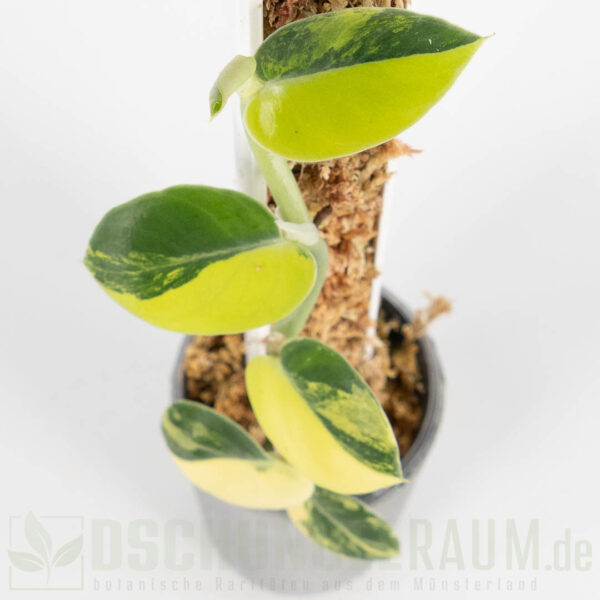 Rhaphidophora hayi variegata, high grade #02 – Bild 2