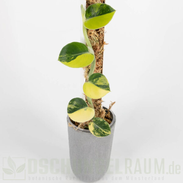 Rhaphidophora hayi variegata, high grade #02 – Bild 3