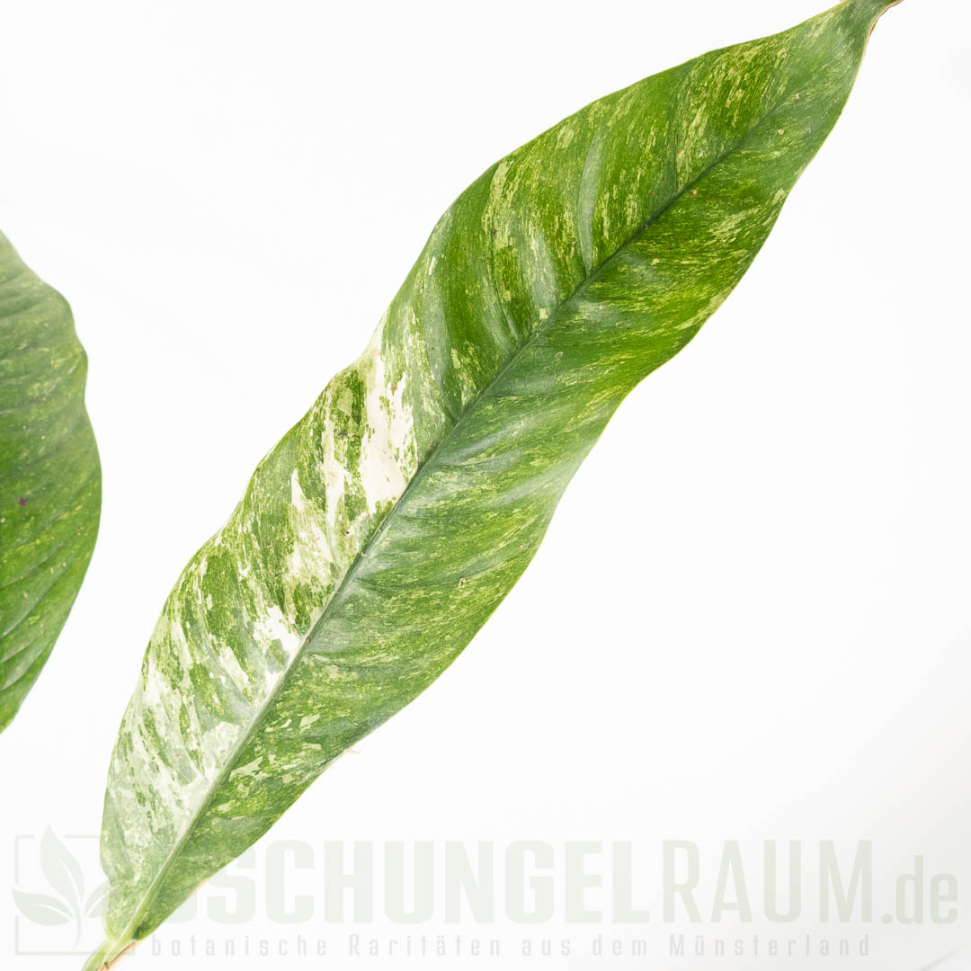 Rhaphidophora megasperma variegata