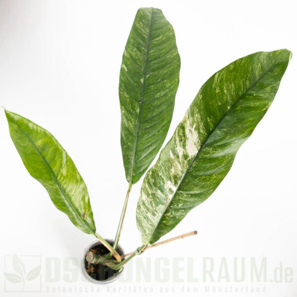 Rhaphidophora megasperma variegata, selten #04 – Bild 2