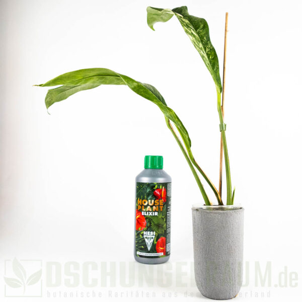 Rhaphidophora megasperma variegata, selten #04 – Bild 3
