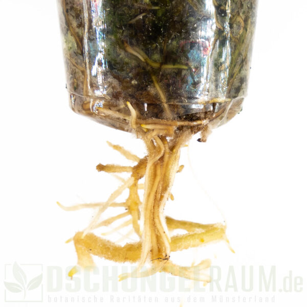 Rhaphidophora megasperma variegata, selten #04 – Bild 4
