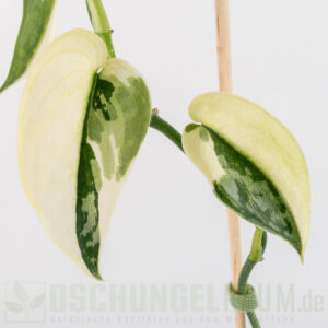 Scindapsus mayari variegata