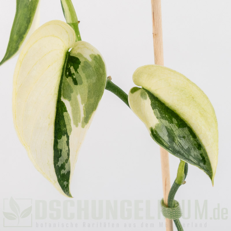 Scindapsus mayari variegata