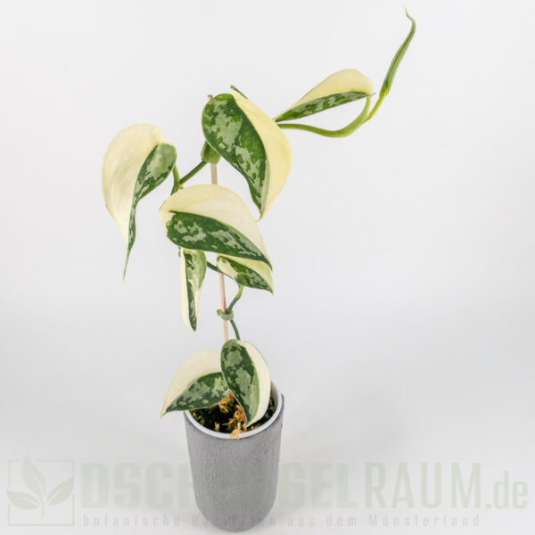 Scindapsus mayari variegata