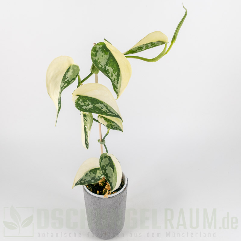 Scindapsus mayari variegata