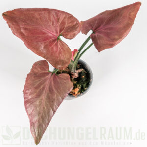 Syngonium orm nak red thai mutation
