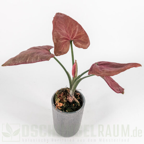 Syngonium orm nak red thai mutation