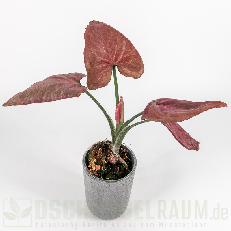 Syngonium orm nak red thai mutation