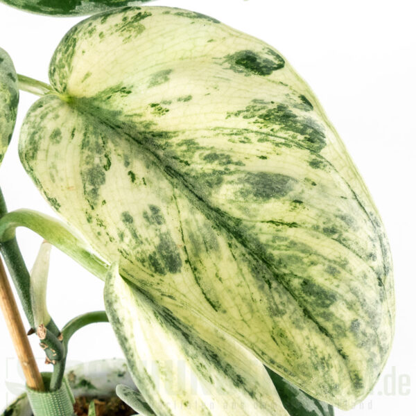 Scindapsus exotica hologram