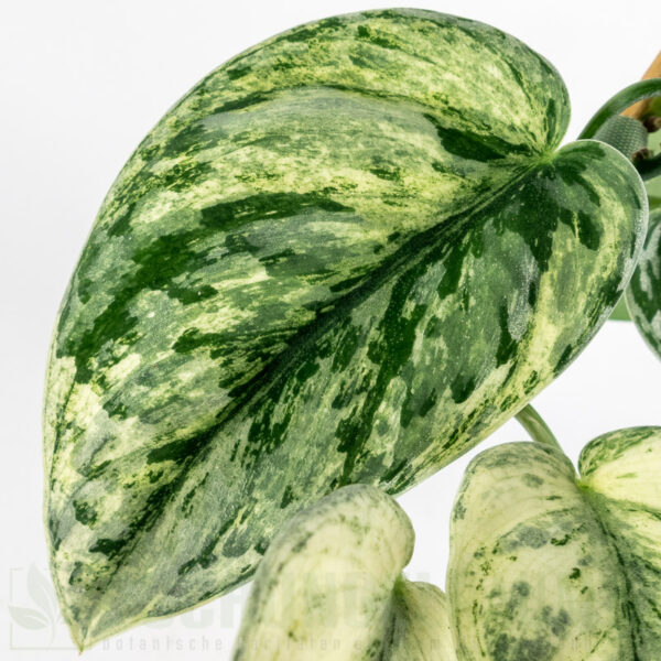 Scindapsus exotica hologram