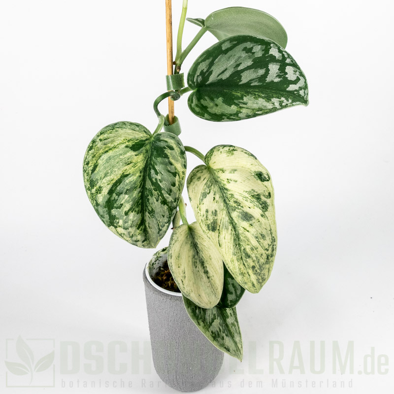 Scindapsus exotica hologram