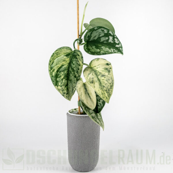 Scindapsus exotica hologram