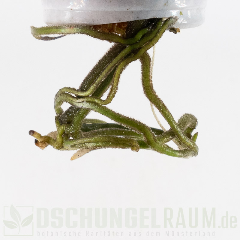 Scindapsus exotica hologram